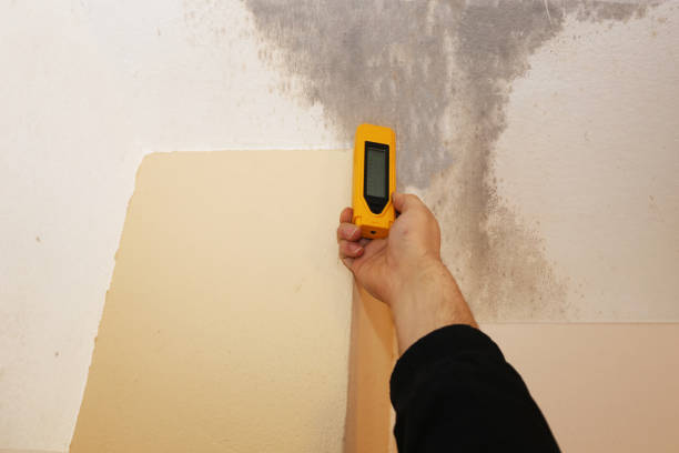 Best Environmental Consulting for Mold Prevention  in Gwinn, MI