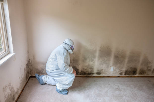 Environmental Consulting for Mold Prevention